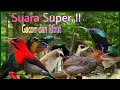 Download Lagu Top Kumpulan suara Pikat  Gacorr Ribut..!!