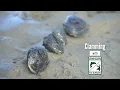 Clamming 101 with Oregon Dept of Fish Wildlife