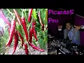 Download Lagu Presents Uhuru  -  Not Yet Uhuru Remix 2017🔥🔥🔥 [Dj Picante ]