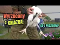 Download Lagu Młody BOCIAN wyrzucony z GNIAZDA. Co się stało z PUSZKIEM?