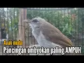 TRUCUK MUDA BELAJAR BUNYI paling AMPUH untuk pancingan trucuk ombyokan