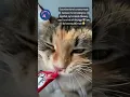 Download Lagu How rude 😒 #cat #cutecat #catvideos #mikathefluffy