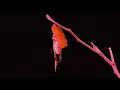 CORSAK - Breaking 破 (feat. 谢雨纯) [Audio]