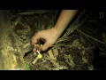 Glow-in-the-Dark Mushrooms: Nature’s Night Lights | National Geographic