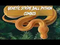 Genetic Stripe Ball Python Morph Combos Jack s Reptiles