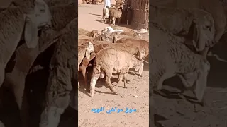 سوق مواشي مدينة النهود السبت 12 1 2023 