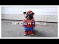 SPIDER-PUG - Doug The Pug