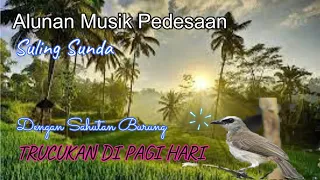 Download SUARA BURUNG TRUCUKAN DI IRINGI ALUNAN SULING SUNDA PEDESAAN  I JADI RASA DAMAI HATI MP3