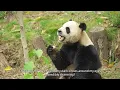 Q A With Our New HR Panda - Do You Provide Bamboo Benefits