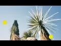 Parra for Cuva - Pinie feat. orbit (Sébastien Léger Remix)