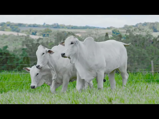 3 Novilhas Nelore P.O.