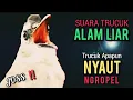 Lagu Suara Trucuk LIAR YG D SUKAI LAWAN ‼️ Apapun Trucuk MU PASTI NYAUT Respon NGROPEL SEKETIKA ‼️