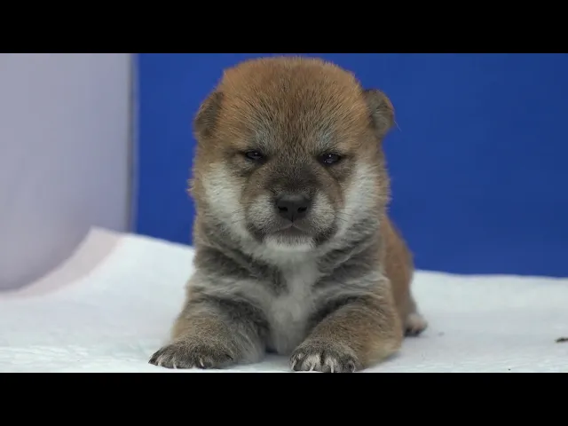 動画