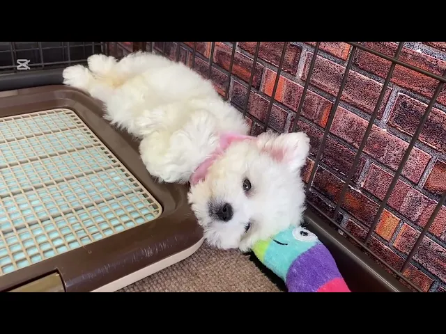 動画
