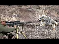 Download Lagu COYOTE ATTACK CAUGHT ON CAMERA ( INSANE HUNT WITH 20 KILLS ) BEST COYOTE HUNTING | NEW 2025