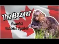The Beaver Canada s National Symbol How to be Canadian Eh