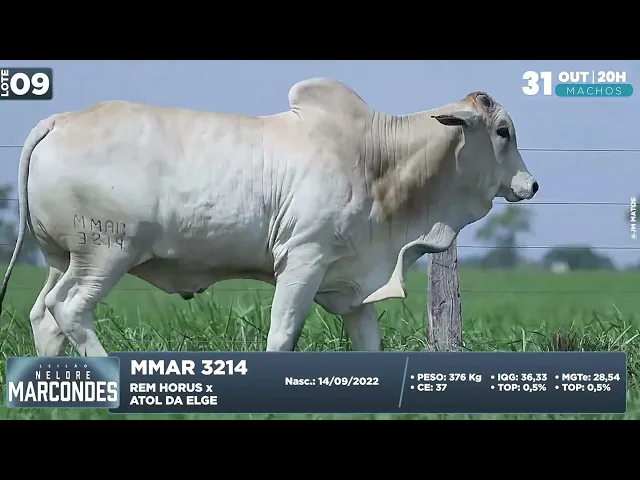 Garrote Nelore MMAR-3214