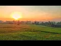 Download Lagu Suasana pedesaan di pagi- ramai suara ayam berkokok dan kicau burung