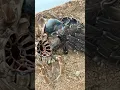 Download Lagu Rare footage GIANT bird eating tarantula! 😳
