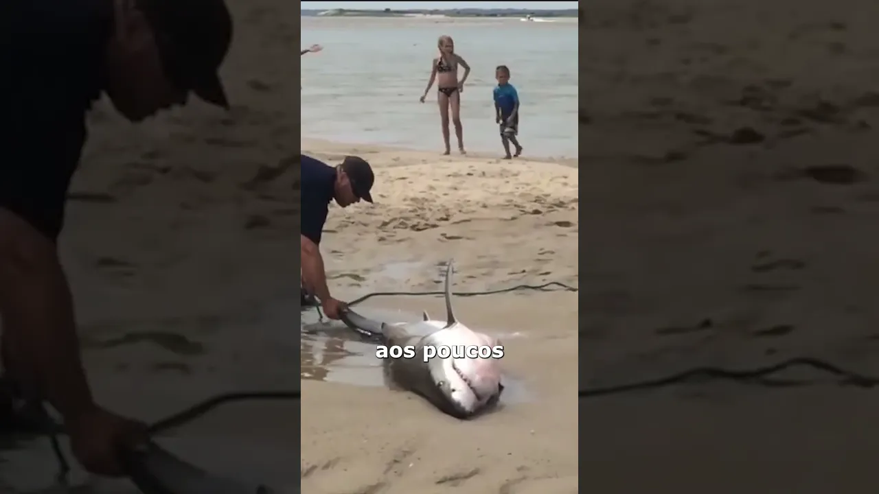 tubarão atolado resgatado