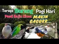 Download Lagu Hutan Indah, Terapi Burung Di Pagi Hari Untuk Semua Jenis Burung Cepat Gacor Dengan Suara Air Jernih