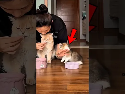 This Tiny Kitten Wouldn’t Stop Stealing the Big Cat’s Food