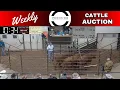 San Angelo Cattle Auction LIVE Producers Livestock Market Feb 19 2026