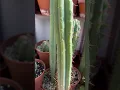 Download Lagu Jerry’s Melty Bridgesii Trichocereus from San Pedro Mastery #cacti #plantas #plants #trichocreus
