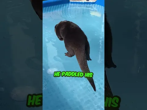 Owner Helped His Otter Get Fish 🦦😂
