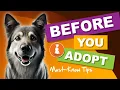 Adopting a Rescue Dog Quick Guide to Finding Your Perfect Pup