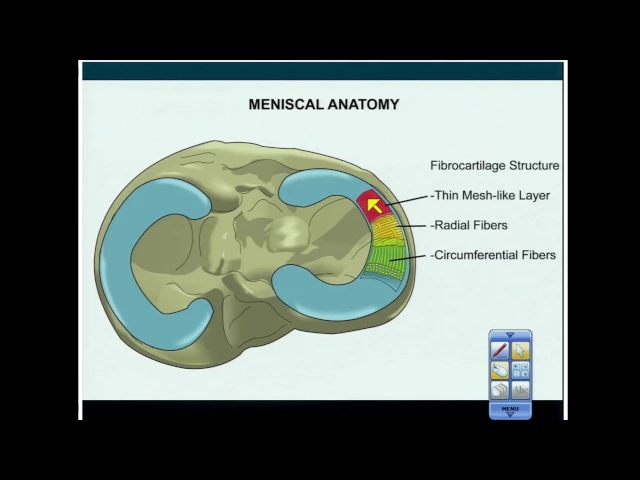 A Basic Review of Meniscus Anatomy