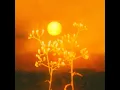 Akar