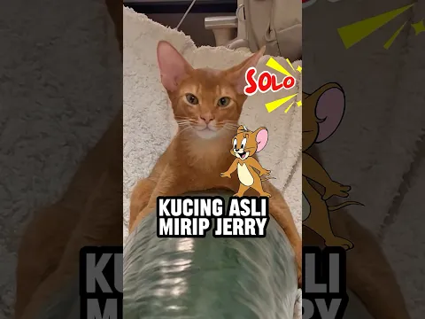 Kucing ini mirip jerry 😱