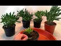 How to grow a Gollum Jade plant from cutted leaves branch very easy