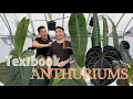 Obsessed With TRUE Form Anthuriums Top 5 Favorites By TheRewilding Co