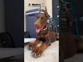 Download Lagu 40 days to 10 Months doberman puppy transformation #feed #transformation #doberman #dog #pets #love