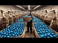 How US Farmers Make 200 000 a Year from 400 Emus - Shocking Farming Business Exposed