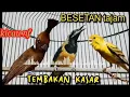 Download Lagu Besetan masteran kasar kenari vs cungkok vs cililin.MasteranBurung #BurungKicau #SuaraPikat