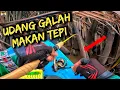 Download Lagu MEMANCING UDANG GALAH ‼️ UDANG GALAH MAKAN TEPI JA‼️