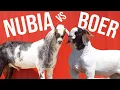 Boer vs Nubian Goats Which Is the Best Option to Make Millions