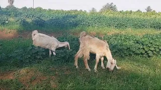 رحلتنا لجزيرة مروارتي الساحرة