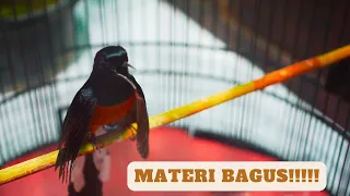 masteran komplit siang u0026 malam pakai masteran ini saja bos burung gacor seketika dahsyat 
