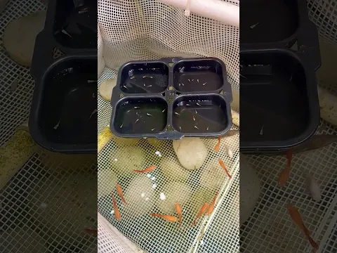 Easy Guppy fish Breeding 🔥🔥