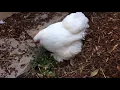 About Pekin Bantams