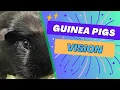 Guinea Pigs VISION What are they SEEING
