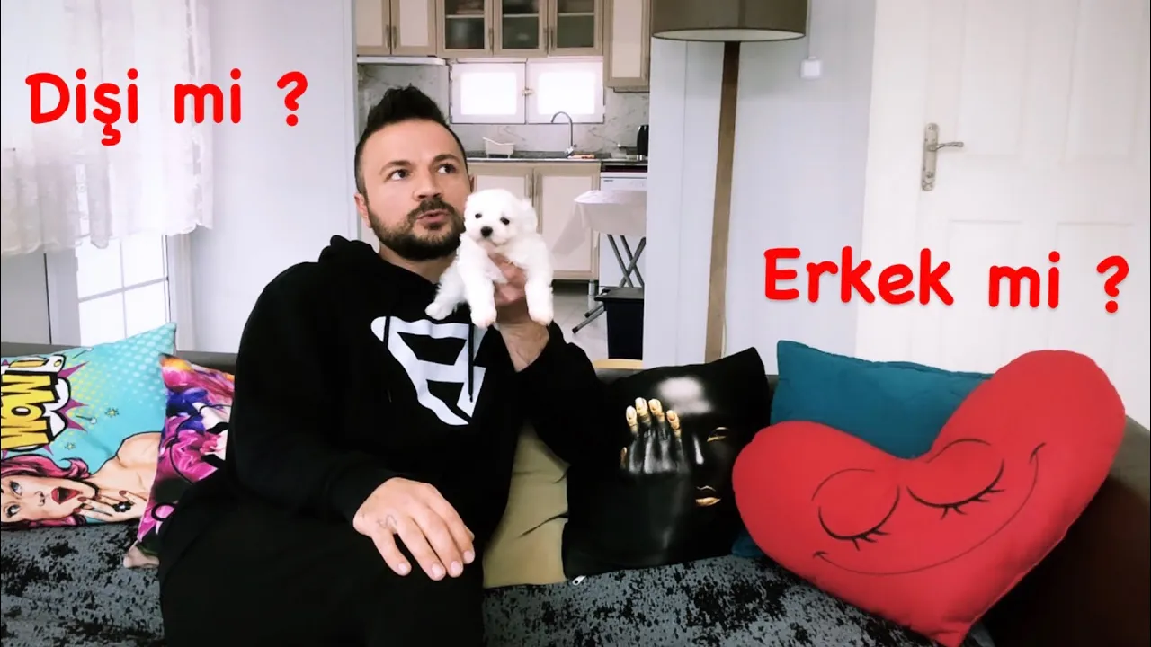 Erkek Köpek Mi? Dişi Köpek Mi? Tercih Edilmeli?