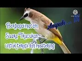 Download Lagu berbagai macam suara burung trucukan untuk terapi dan masteran