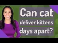 Can cat deliver kittens days apart