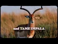 Thundercat & Tame Impala - 'No More Lies' (Trailer)