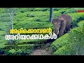 നാട്ടുകാരുടെ ഉറക്കം കെടുത്തുന്ന അരിക്കൊമ്പന്റെ അറിയാത്ത കഥകൾ | Arikkomban | Wild Elephant | Munnar